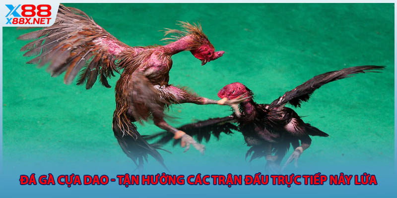 Đá Gà Cựa Dao - Tận Hưởng Các Trận Đấu Trực Tiếp Nảy Lửa